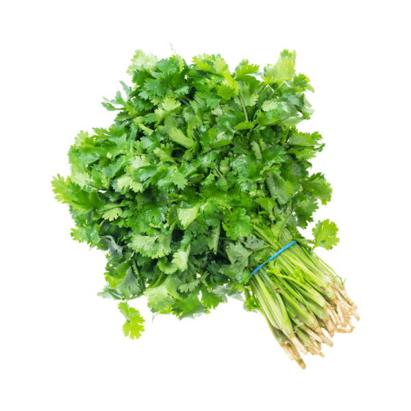Cilantro Cilantro x libra