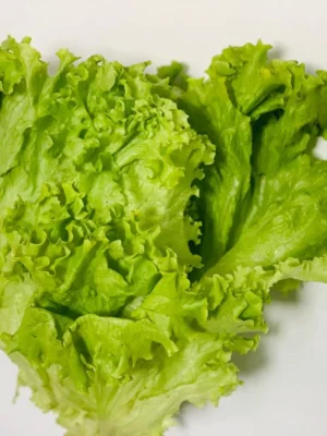 Lechuga romana x und