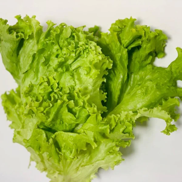 Lechuga romana x und