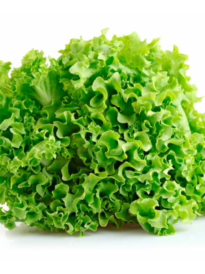 Lechuga crespa x und