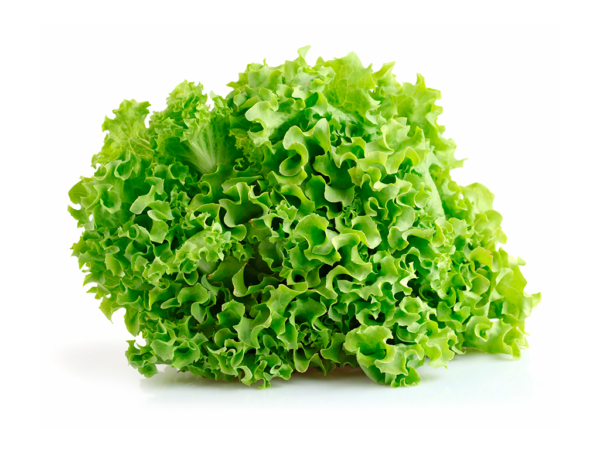 Lechuga crespa x und