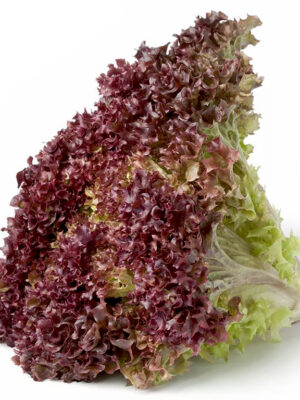 Lechuga morada x und