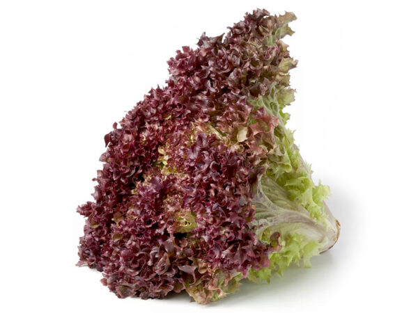 Lechuga morada x und