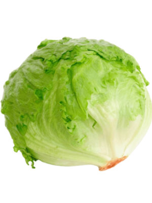 Lechuga bativia x und
