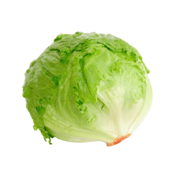 Lechuga bativia x und